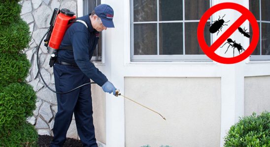 Kurucaşile Hamam Böceği İlaçlama böcek ilaçlama ve haşere kontrolü — ilaclama-tr.com